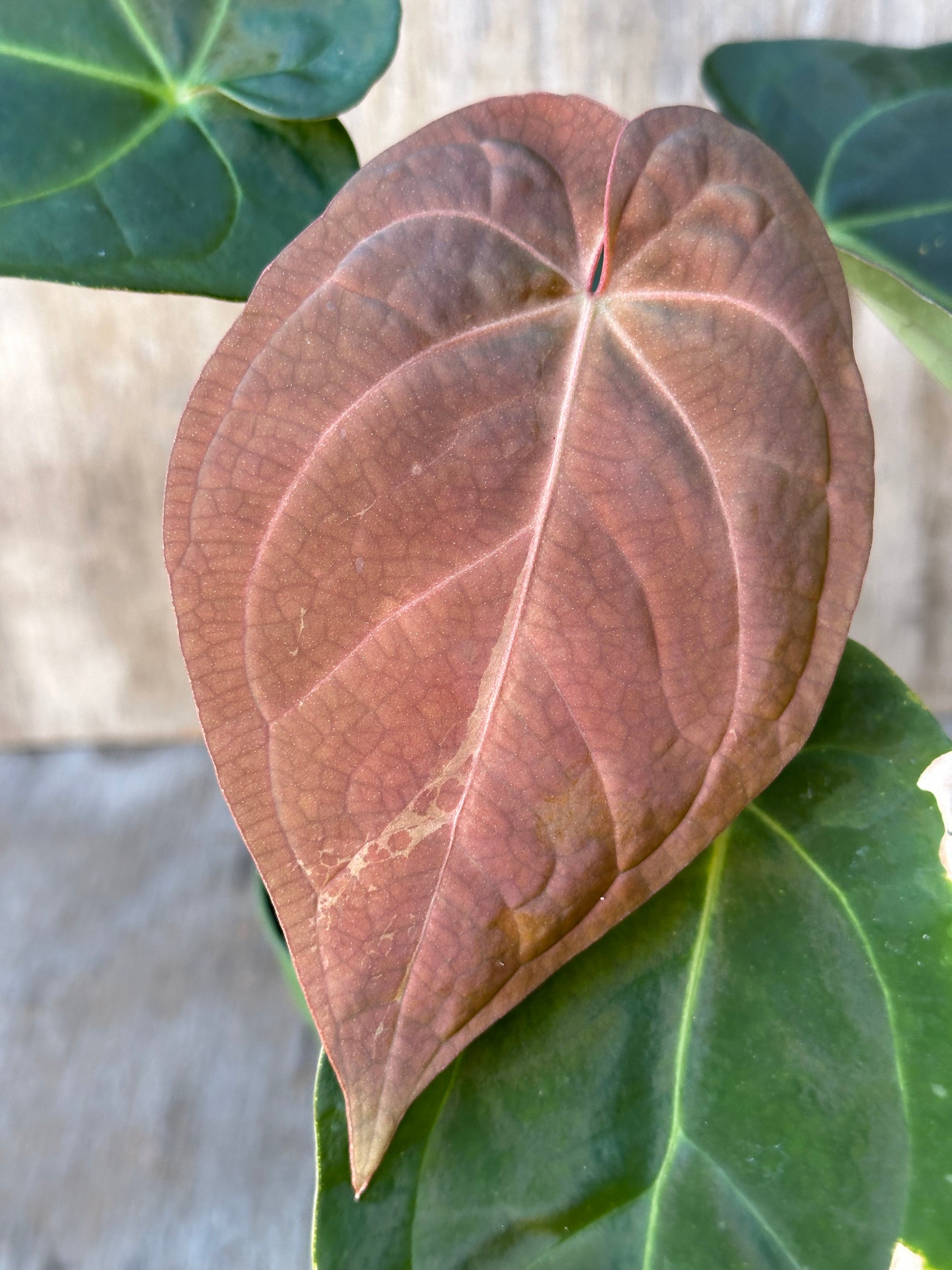 Close-up of Anthurium SKG x SBVEP (103W16) leaf, highlighting intricate patterns and textures, from Next World Exotics' rare variegated tropical houseplant collection.