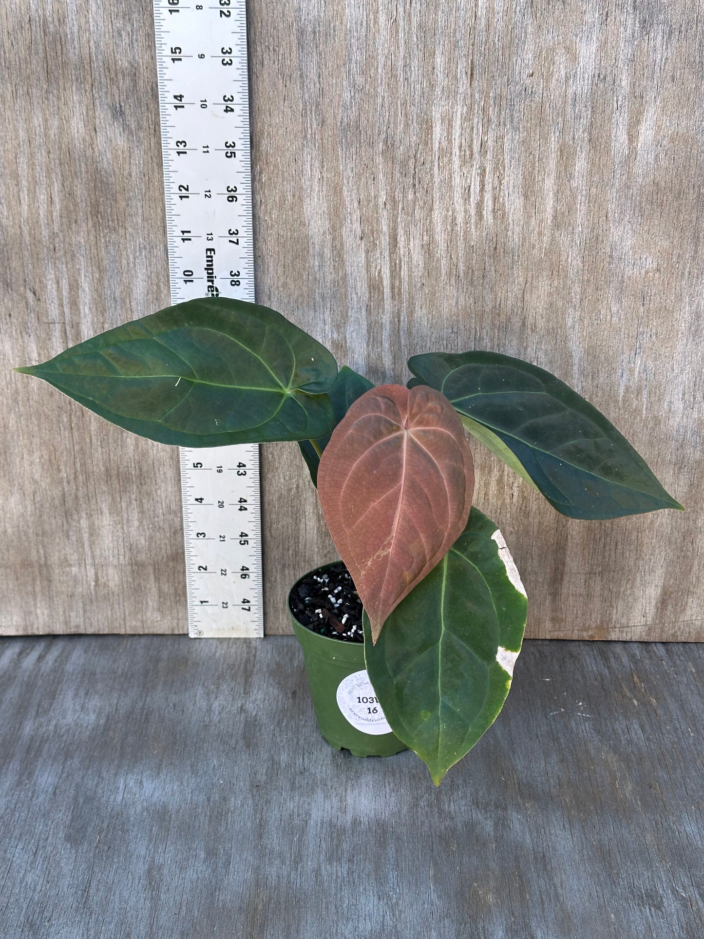 Potted Anthurium SKG x SBVEP (103W16) with a ruler for scale, highlighting its lush leaves. Rare tropical houseplant from Next World Exotics.