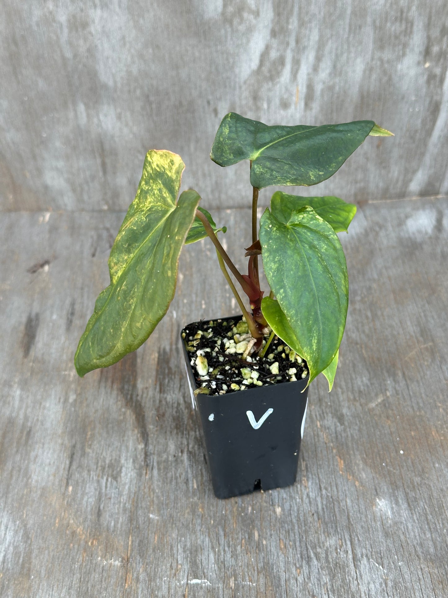 Anthurium Thai Papillilaminum x Papillilaminum 'Ree Gardens' 727WEB014
