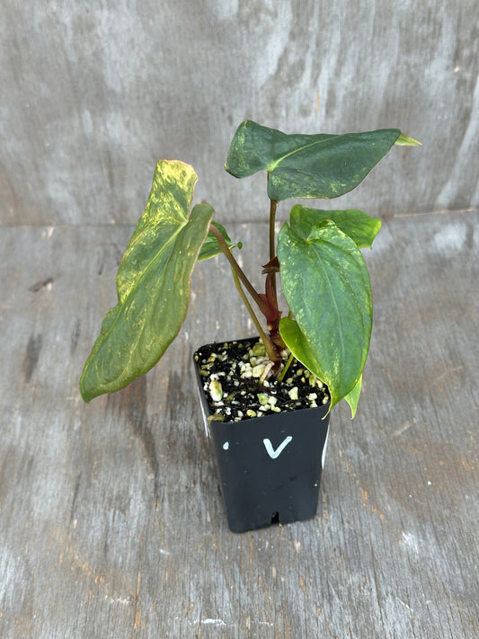 Anthurium Thai Papillilaminum x Papillilaminum 'Ree Gardens' 727WEB014