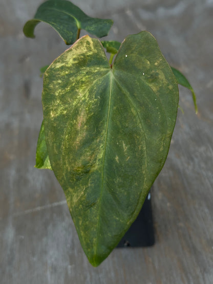 Anthurium Thai Papillilaminum x Papillilaminum 'Ree Gardens' 727WEB014