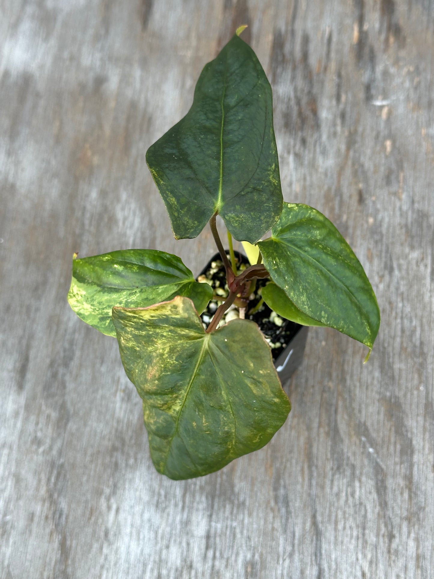 Anthurium Thai Papillilaminum x Papillilaminum 'Ree Gardens' 727WEB014