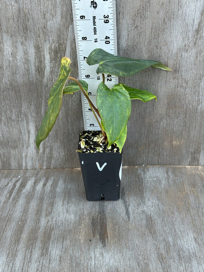 Anthurium Thai Papillilaminum x Papillilaminum 'Ree Gardens' 727WEB014