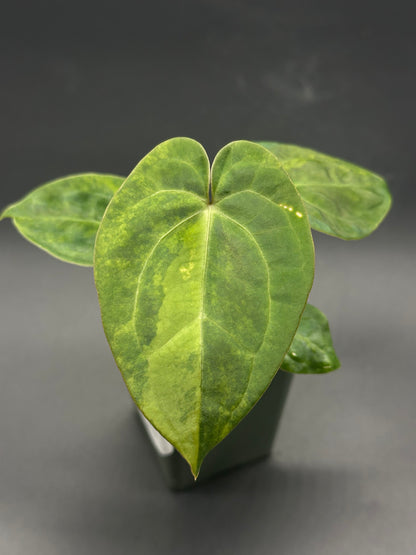 Close-up of Anthurium Variegated Crystallinum 'X' x Papillilaminum 'Thai' leaf, showcasing intricate variegations. Seed grown in a 2.25-inch pot from Next World Exotics.