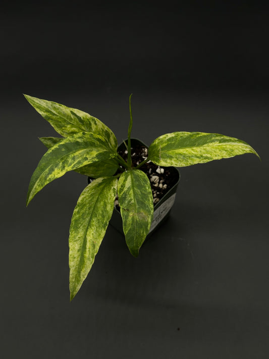 Anthurium Vittarifolium Variegated (522W09) in a 2.25-inch pot, a rare houseplant from Next World Exotics, ideal for plant enthusiasts and collectors.