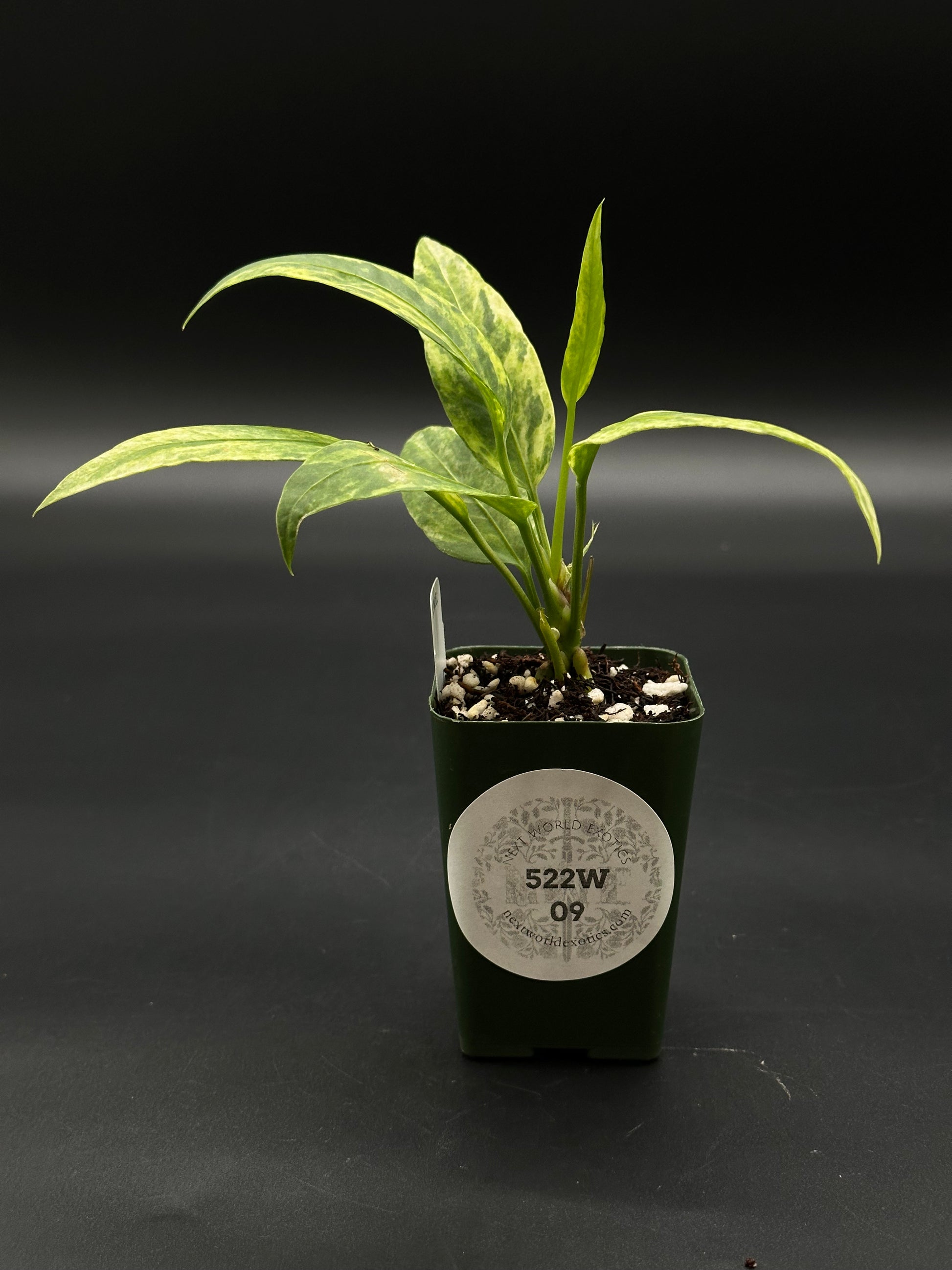 anthurium vittarifolium variegated Anthurium Vittarifolium Variegated (522W09) – Next World Exotics