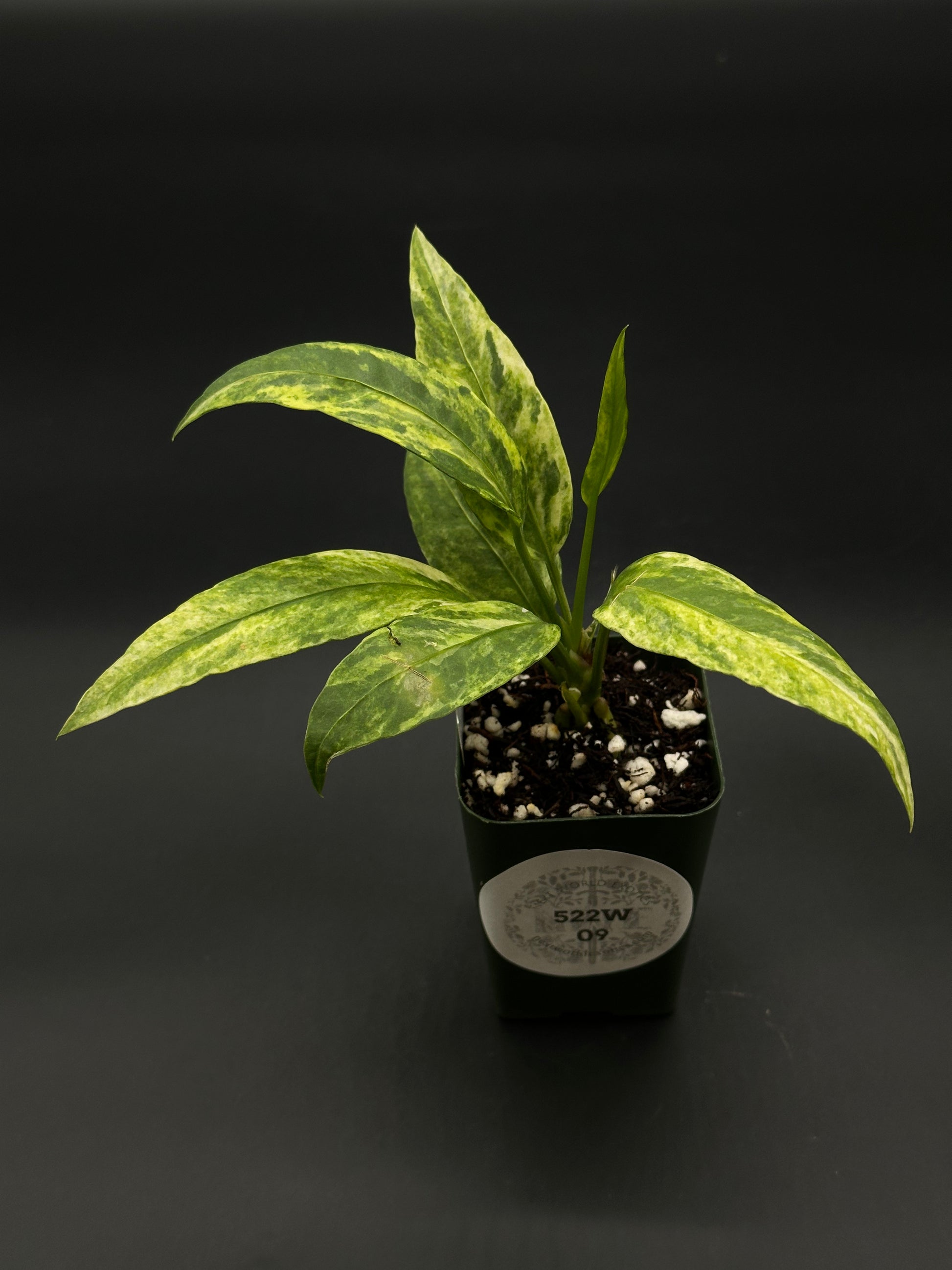 anthurium vittarifolium variegated Anthurium Vittarifolium Variegated (522W09)