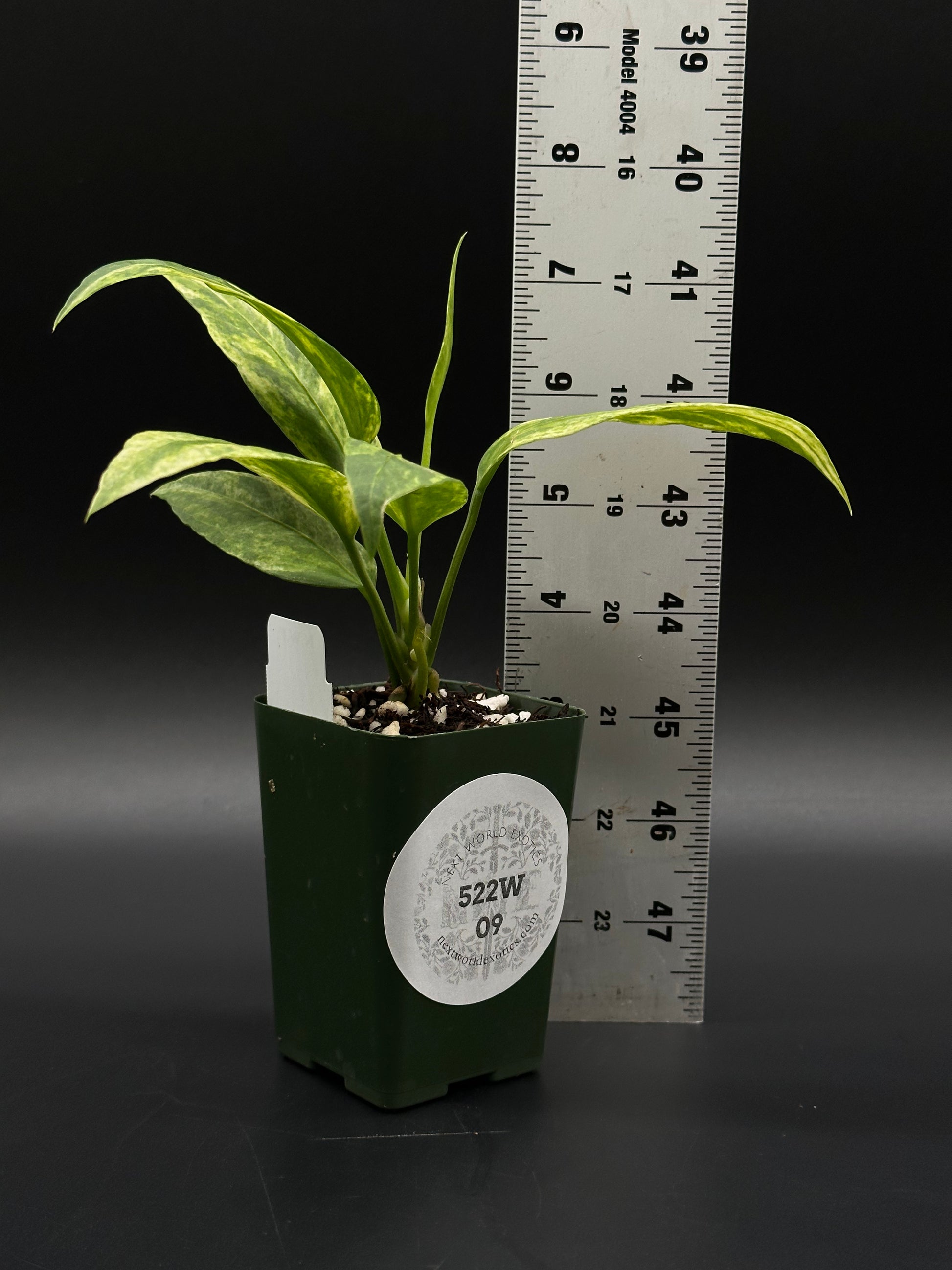 variegated anthurium vittarifolium Anthurium Vittarifolium Variegated (522W09)