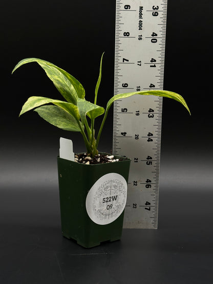 anthurium vittarifolium price Anthurium Vittarifolium Variegated (522W09) – Next World Exotics