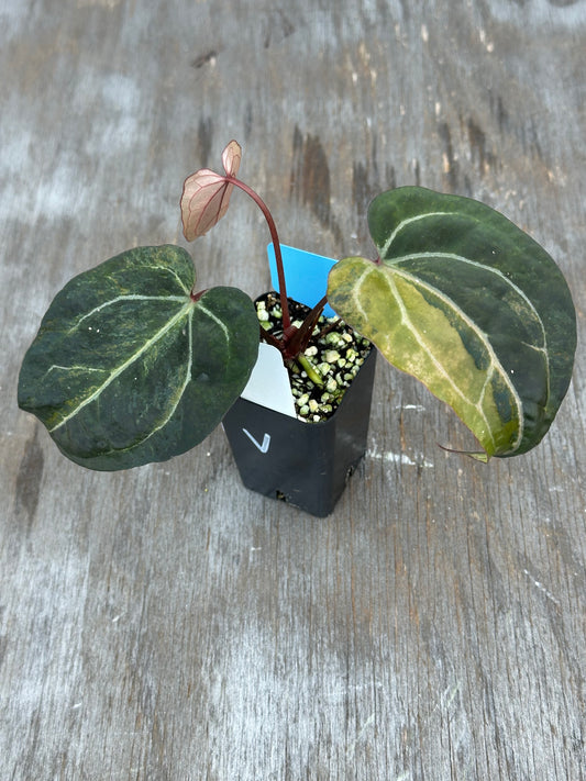 Anthurium (Zara x Michelle) x Portillae 'Dorito' 727WEB016