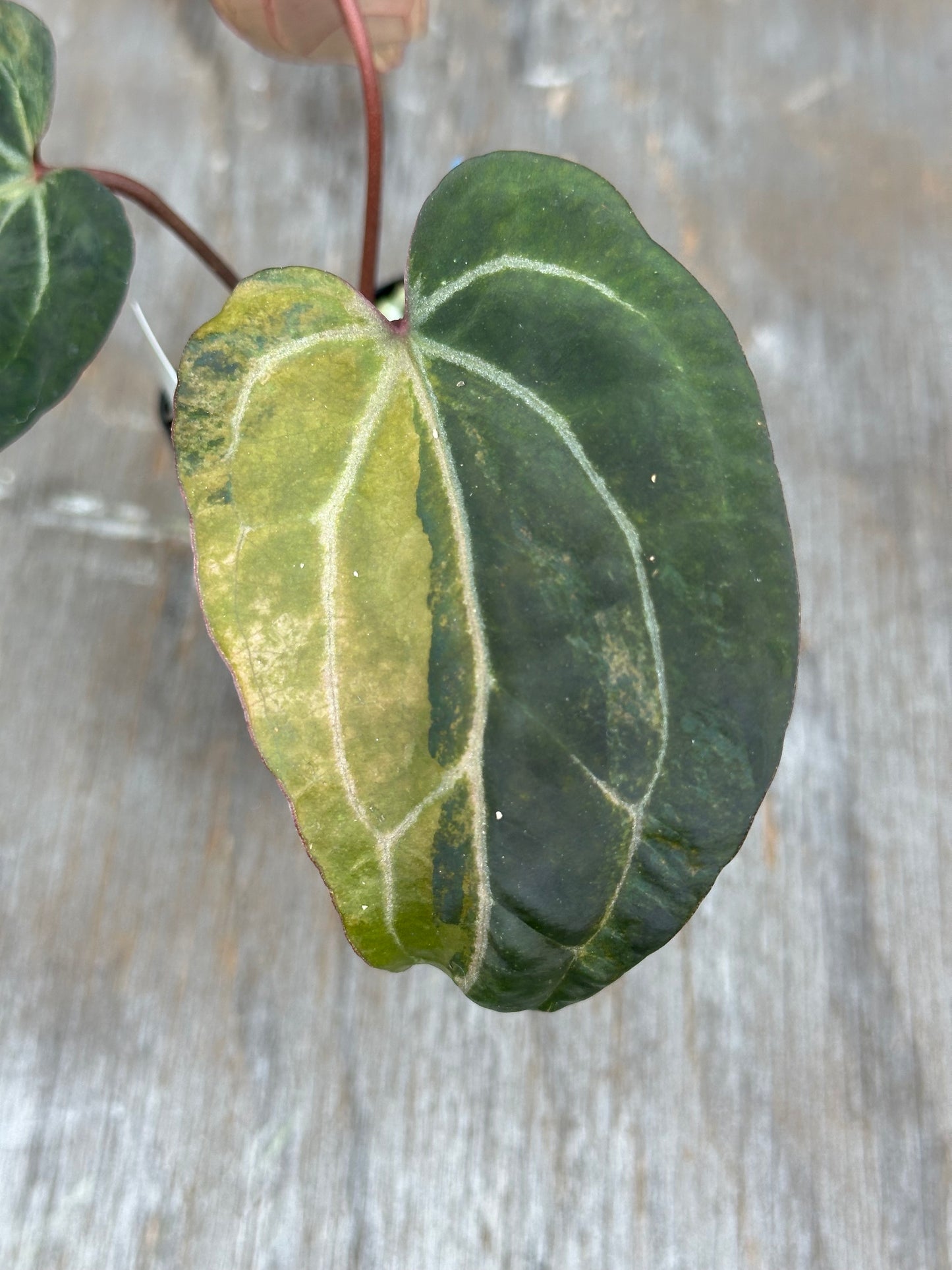 Anthurium (Zara x Michelle) x Portillae 'Dorito' 727WEB016
