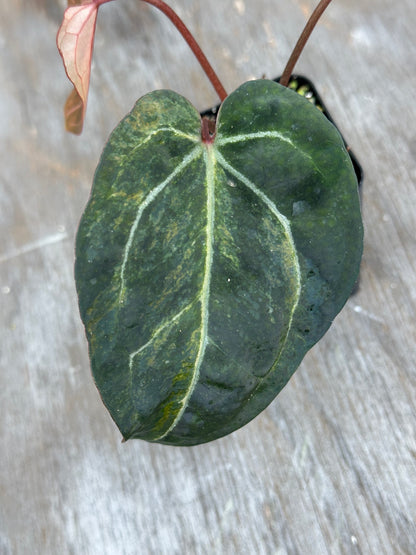 Anthurium (Zara x Michelle) x Portillae 'Dorito' 727WEB016