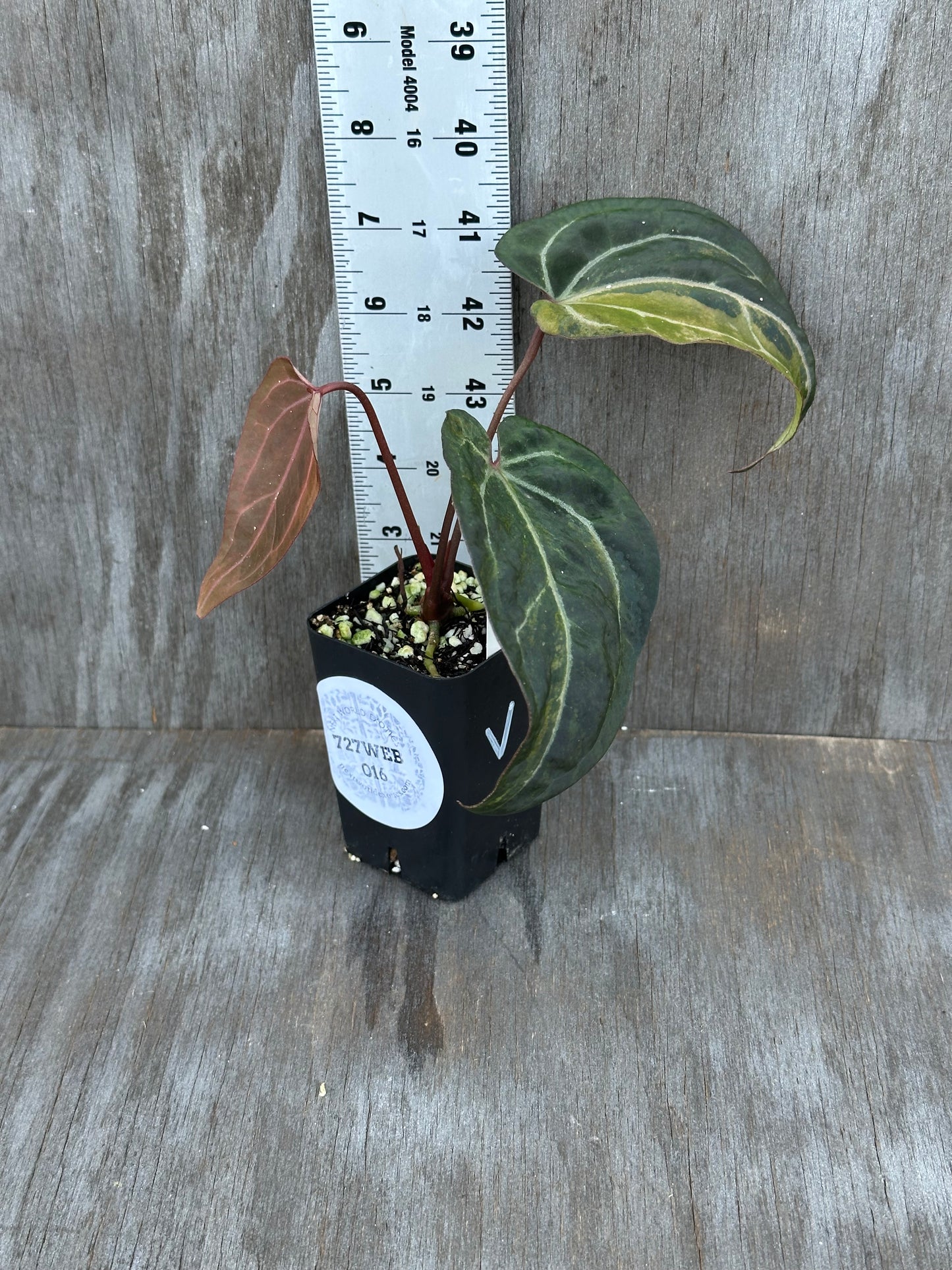 Anthurium (Zara x Michelle) x Portillae 'Dorito' 727WEB016