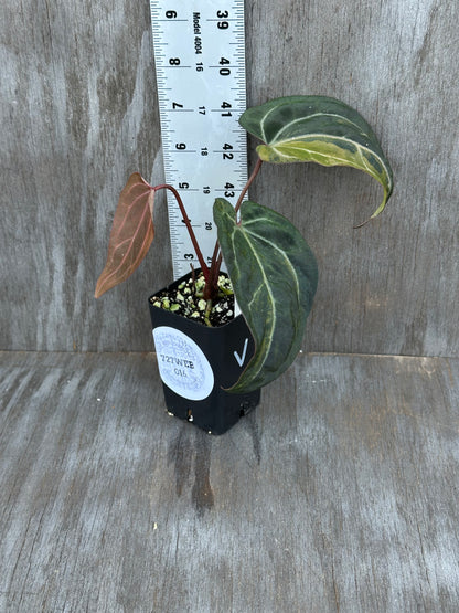 Anthurium (Zara x Michelle) x Portillae 'Dorito' 727WEB016
