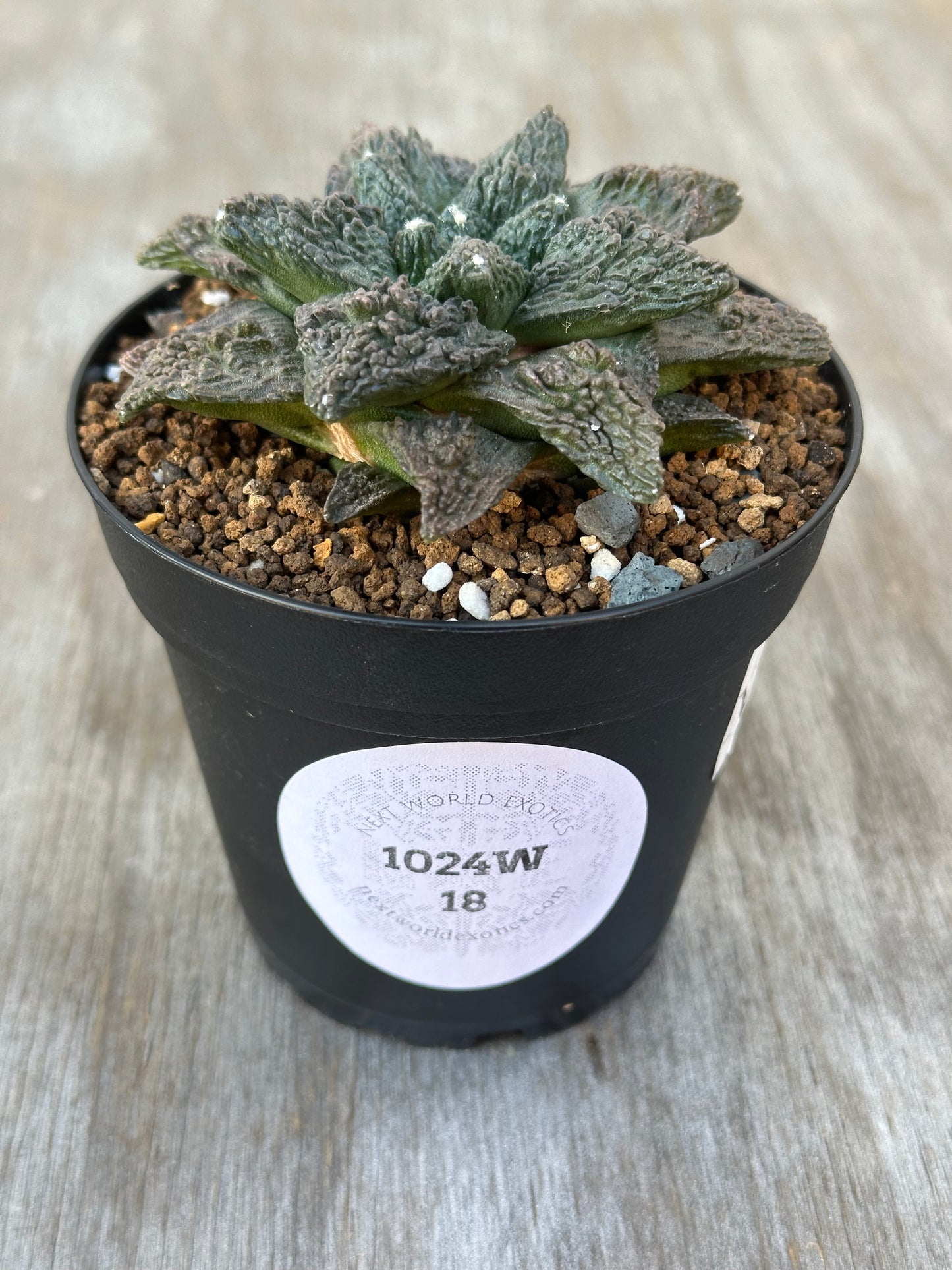 Ariocarpus Fissuratus cv. 'Godzilla' in a 2.25-inch pot, featuring a textured surface and intricate tuberculate pattern with a white label.