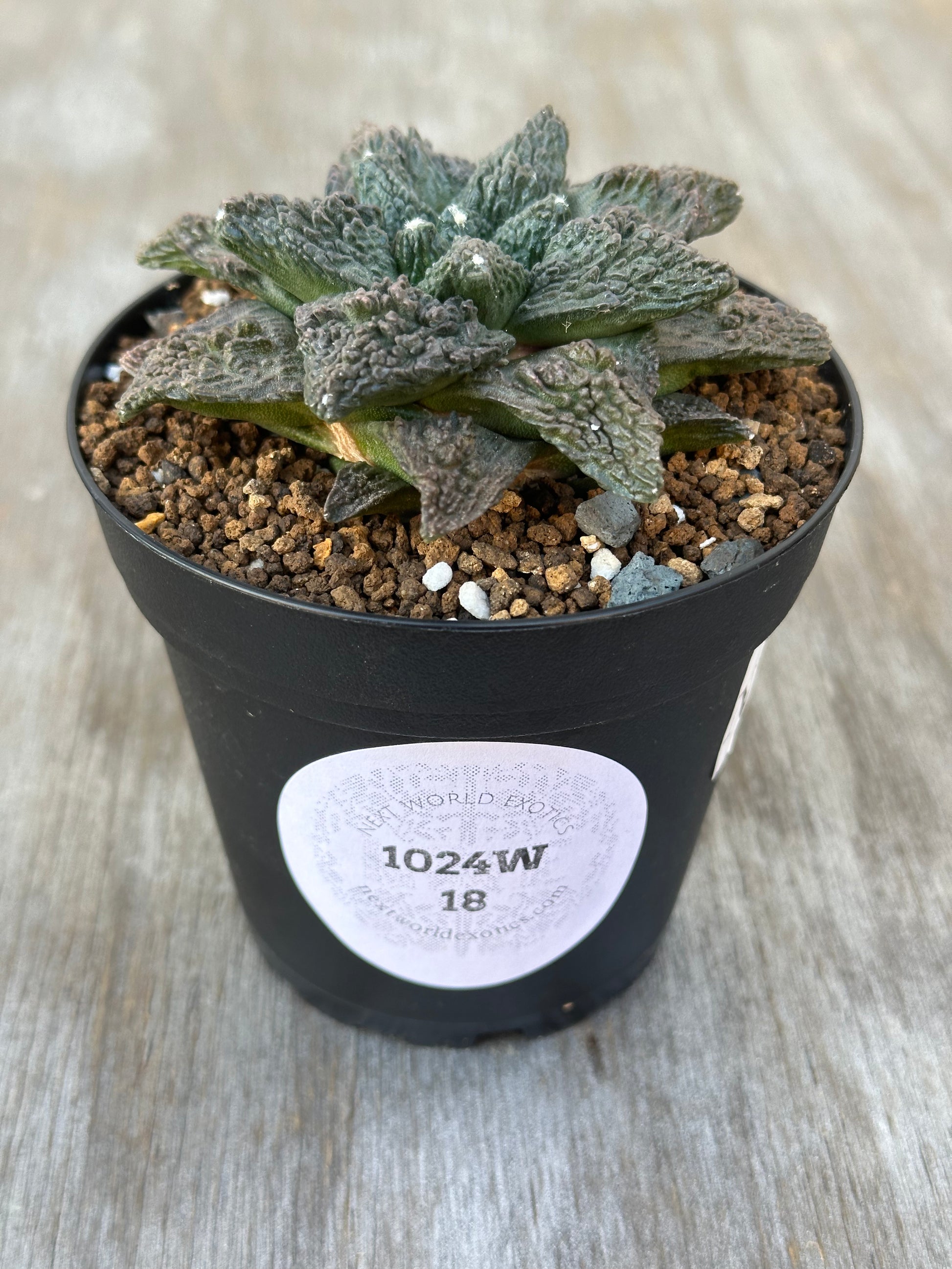 Ariocarpus Fissuratus cv. 'Godzilla' in a 2.25-inch pot, featuring a textured surface and intricate tuberculate pattern with a white label.