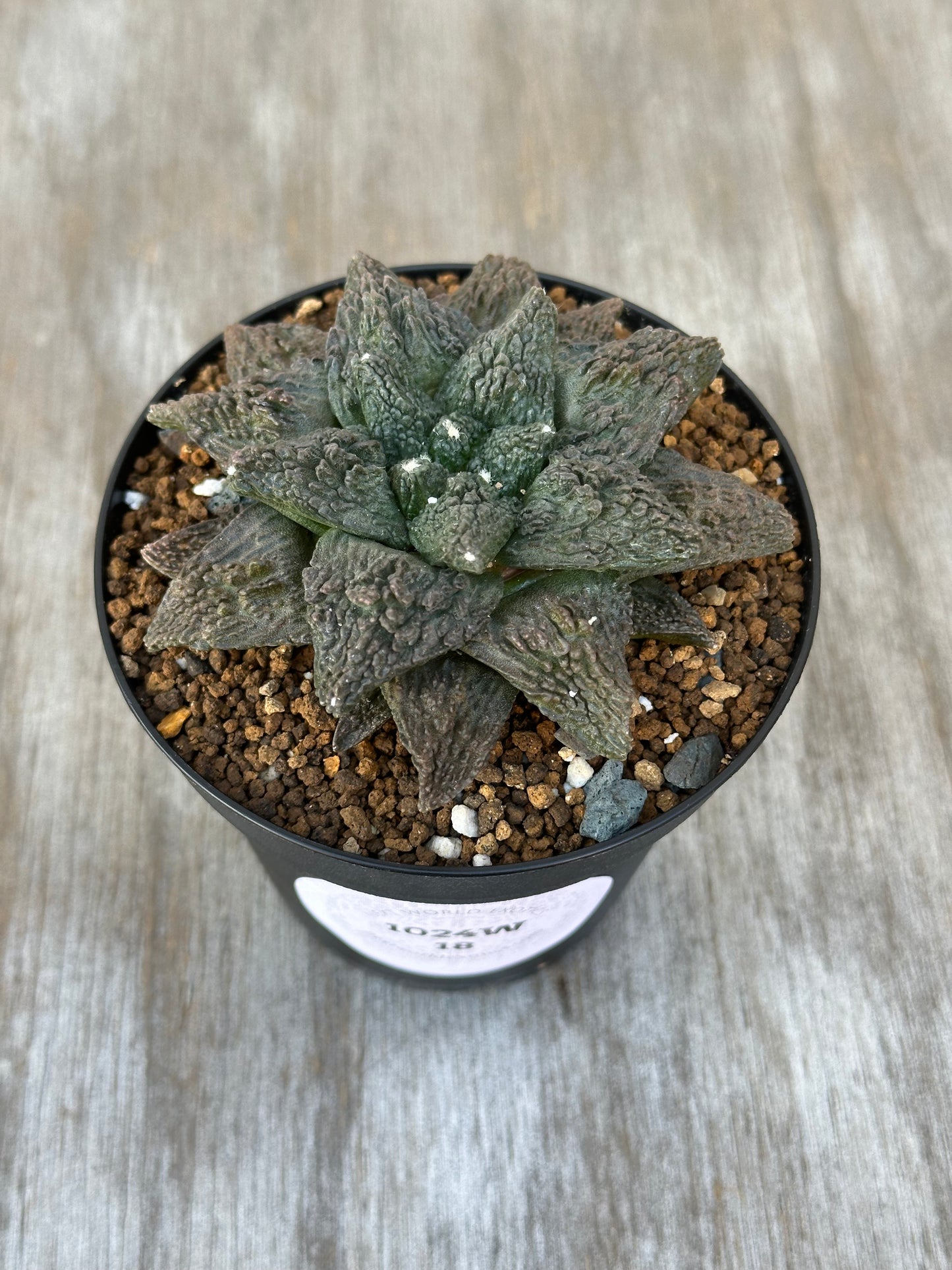 Ariocarpus Fissuratus cv. 'Godzilla' in a 2.25-inch pot, showcasing its unique textured surface and intricate tuberculate pattern.