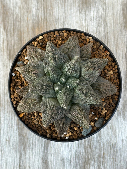 Ariocarpus Fissuratus cv. 'Godzilla' in a 2.25-inch pot, showcasing its unique, heavily-textured surface and intricate tuberculate pattern.