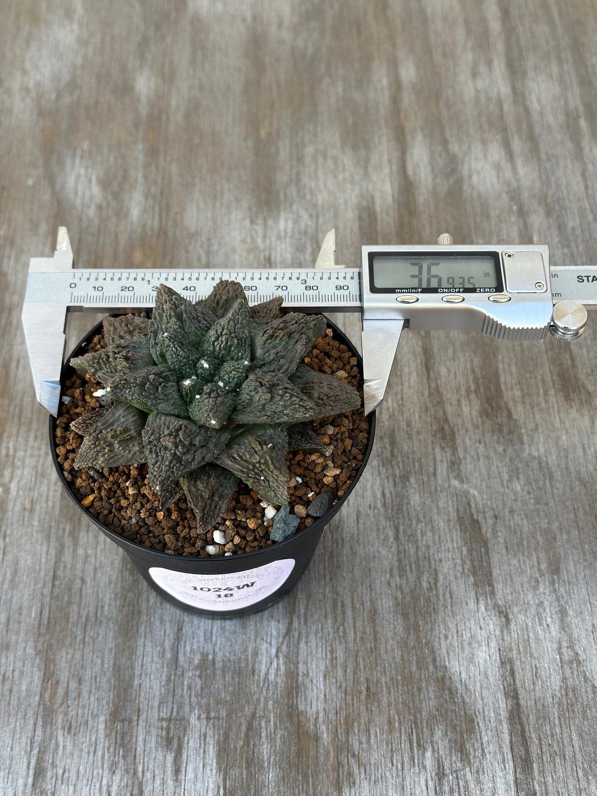 Ariocarpus Fissuratus cv. 'Godzilla' in a 2.25-inch pot with a ruler and digital display measuring its environment.