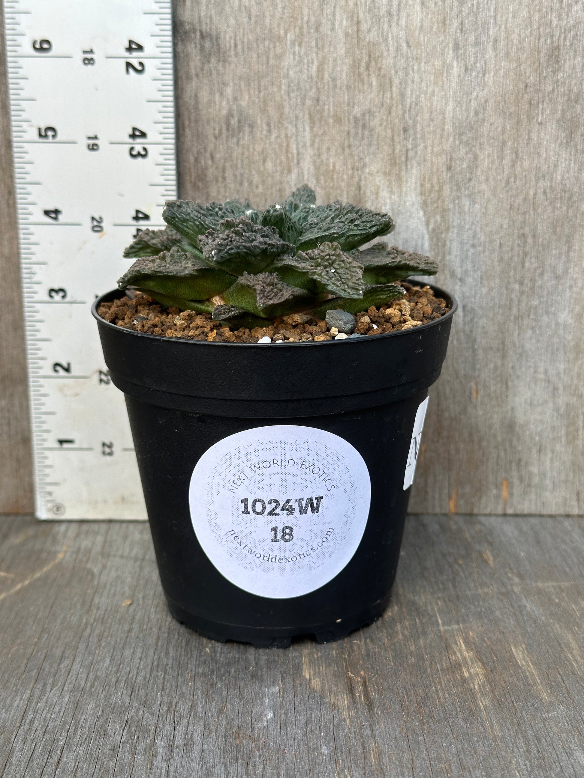 Ariocarpus Fissuratus cv. 'Godzilla' in a black pot, featuring a distinctive textured surface with a white label attached.