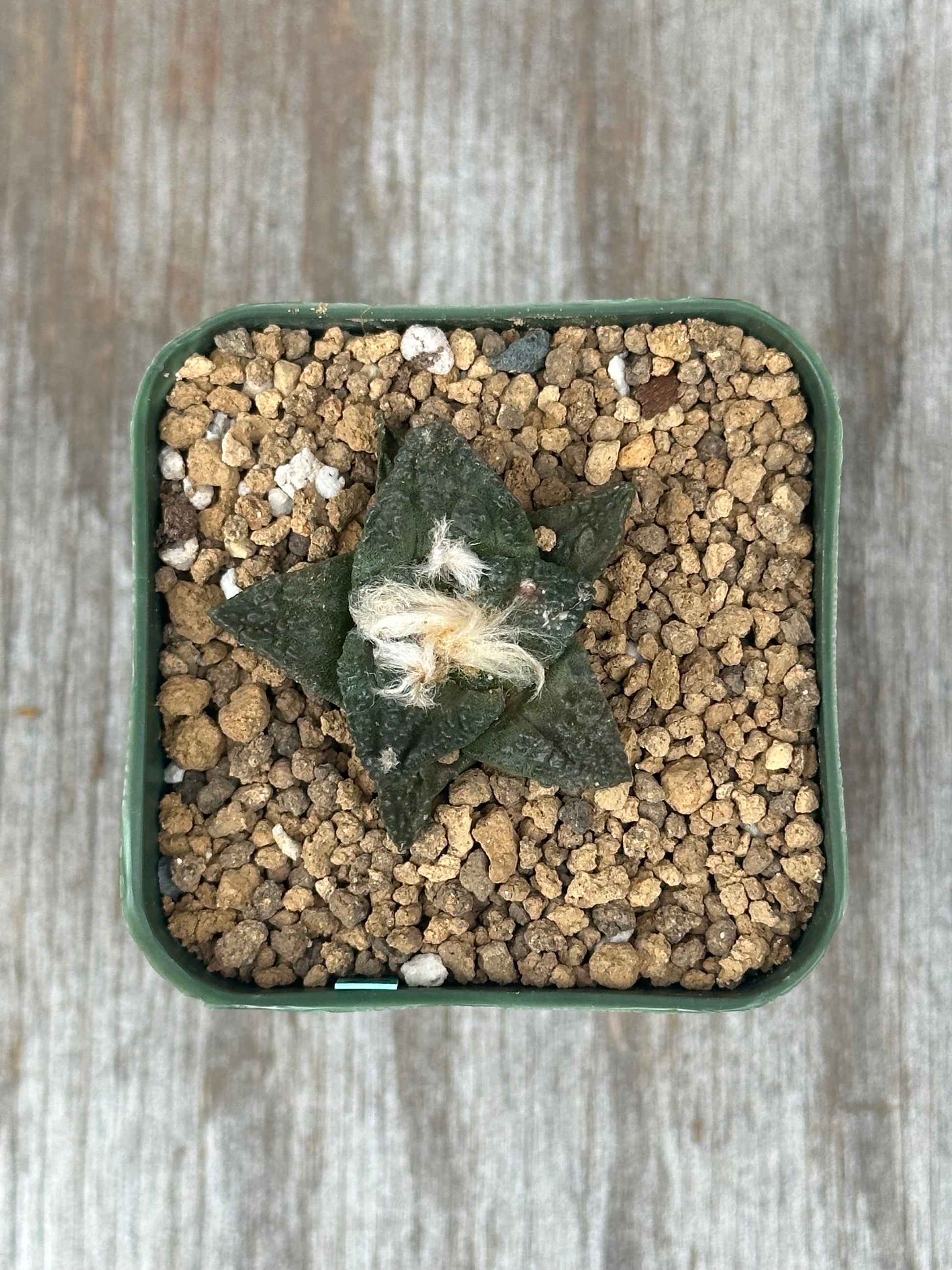 Ariocarpus Fissuratus cv. 'Godzilla' in a 2.25-inch pot, showcasing its distinctive, heavily-textured surface and intricate tuberculate pattern.