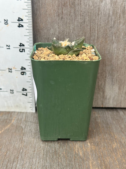 Ariocarpus Fissuratus cv. 'Godzilla' in a 2.25-inch pot, showcasing its distinctive textured surface with a ruler for size reference.