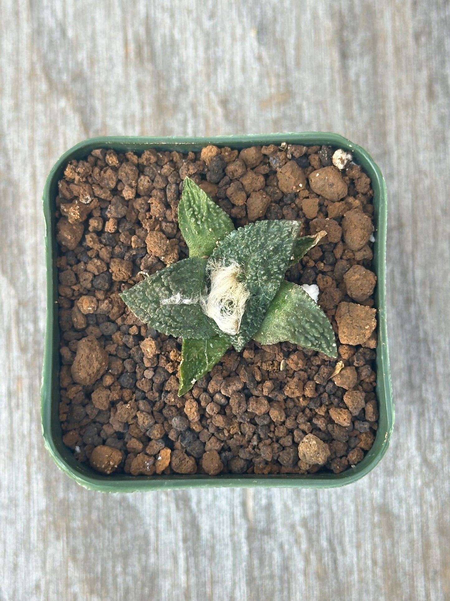 Ariocarpus Fissuratus cv. 'Godzilla' in a 2-inch pot, showcasing its distinctive heavily-textured surface and intricate tuberculate pattern.