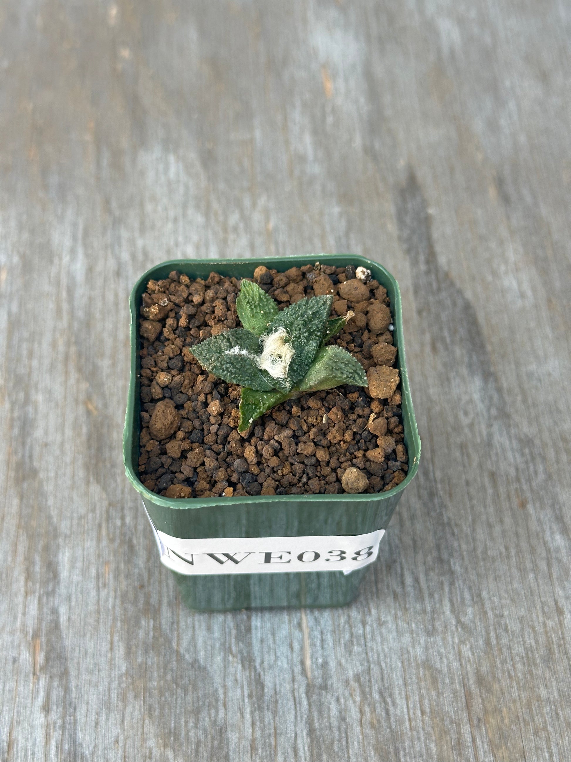 Ariocarpus Fissuratus cv. 'Godzilla' in a 2-inch pot, showcasing its unique, heavily-textured surface and intricate tuberculate pattern.