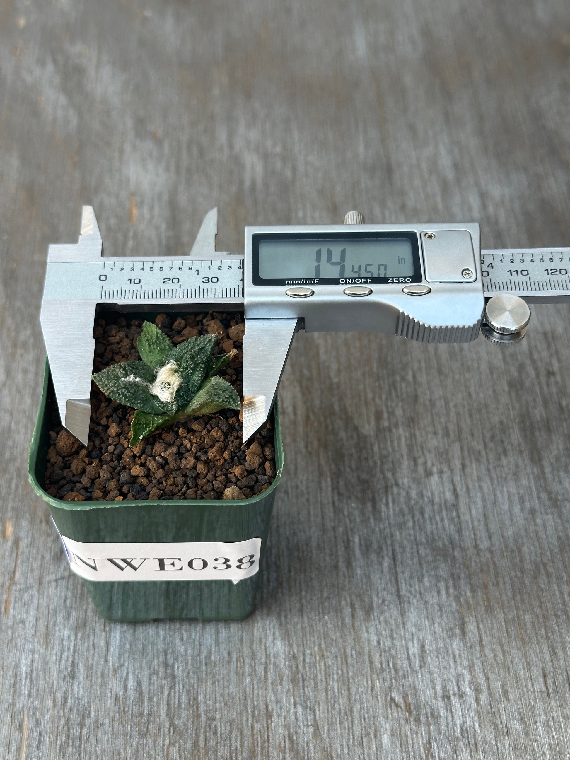 Ariocarpus Fissuratus cv. 'Godzilla' in a 2-inch pot, displaying its unique heavily-textured surface, with a digital caliper measuring its dimensions.