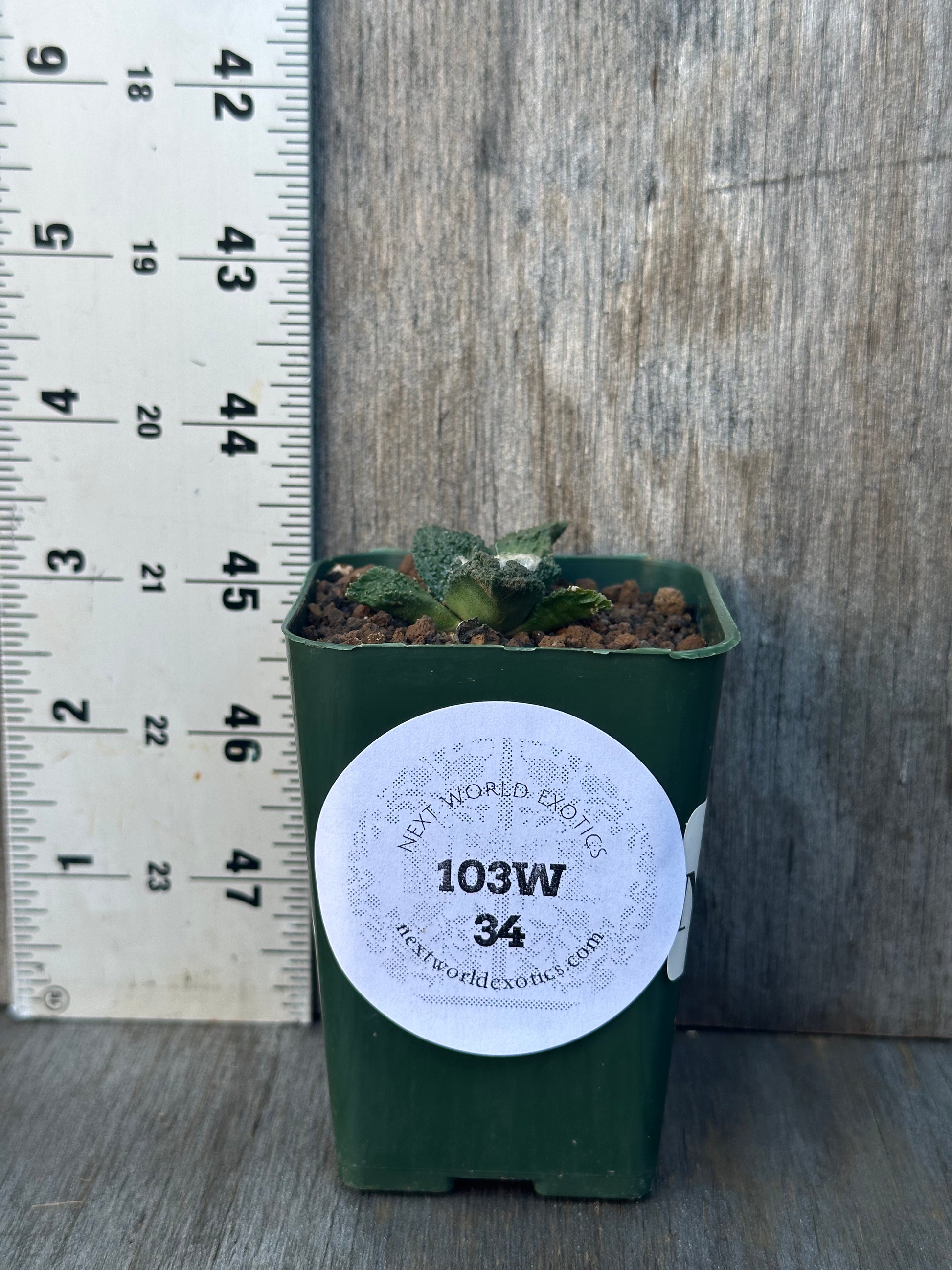 Ariocarpus Fissuratus cv. 'Godzilla' in a 2-inch pot next to a ruler, showcasing its distinctive textured surface.