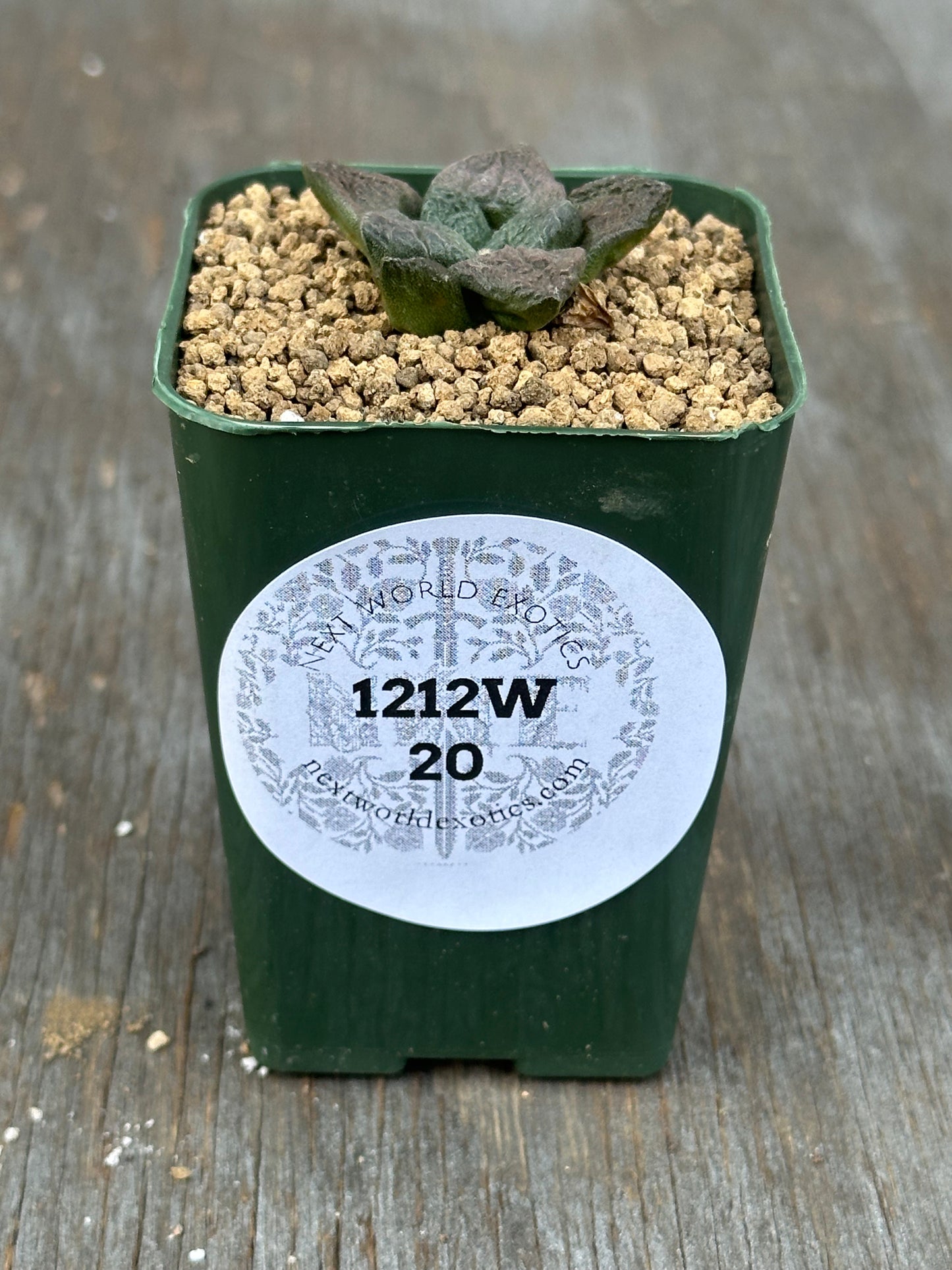 Ariocarpus Fissuratus cv. 'Godzilla' (1212W20) in a 2-inch pot, showcasing its unique textured surface and intricate tuberculate pattern.