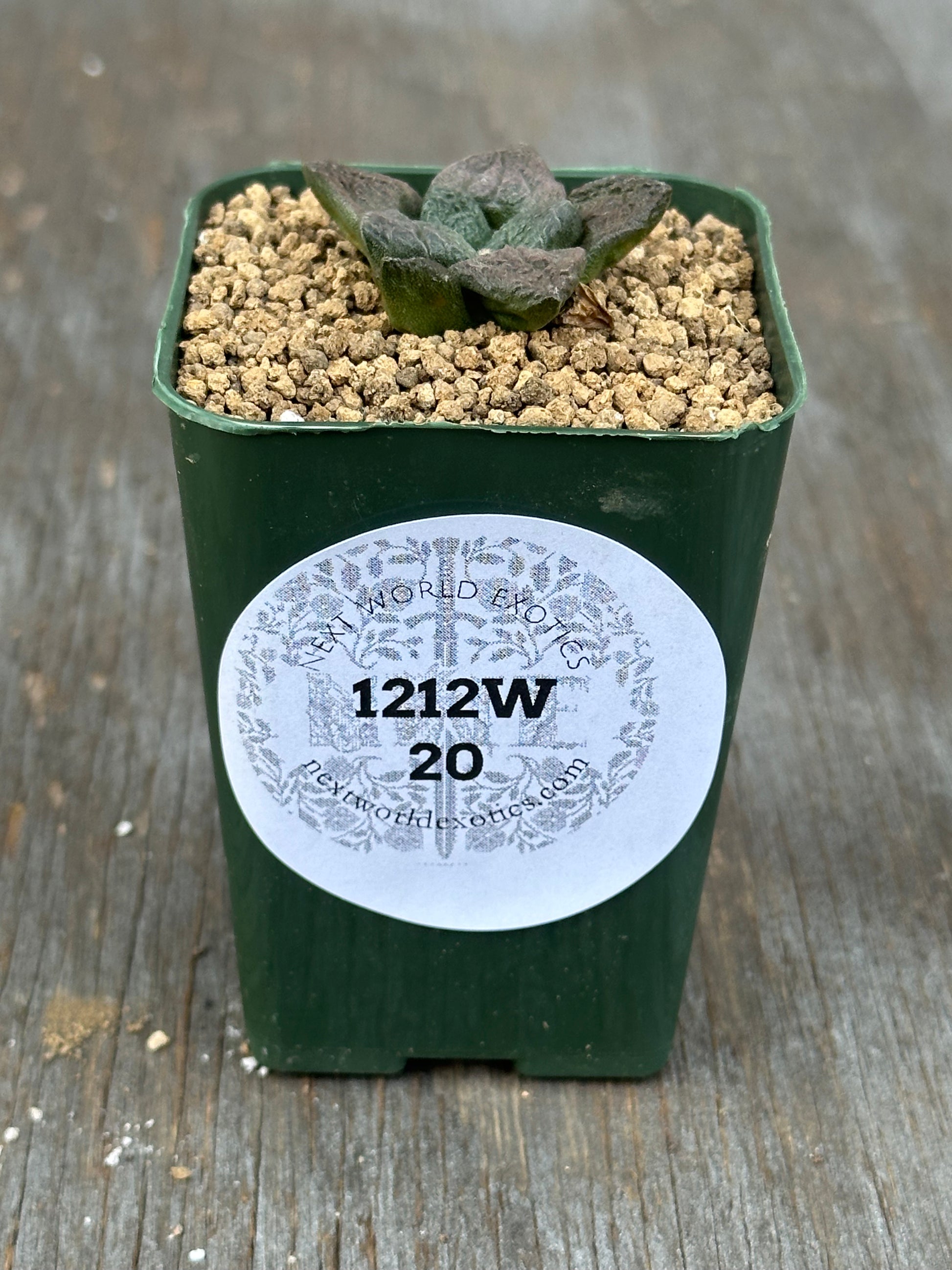 Ariocarpus Fissuratus cv. 'Godzilla' (1212W20) in a 2-inch pot, showcasing its unique textured surface and intricate tuberculate pattern.