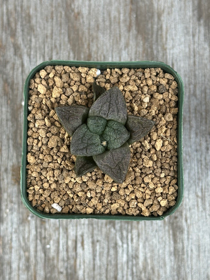 Ariocarpus Fissuratus cv. 'Godzilla' in a 2-inch pot, showcasing its distinctive textured surface and intricate tuberculate pattern, positioned on rocky ground.