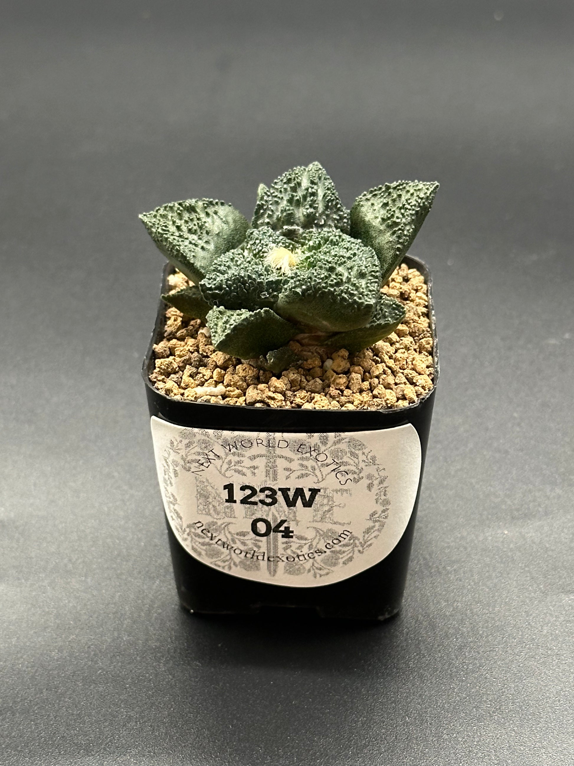 Ariocarpus Fissuratus cv. 'Godzilla' in a 2-inch pot, showcasing its unique, textured surface and intricate tuberculate pattern with a visible label attached.