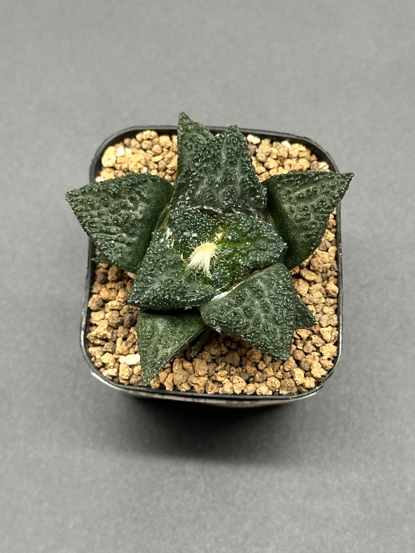 Ariocarpus Fissuratus cv. 'Godzilla' in a 2-inch pot, showcasing its distinctive textured surface and intricate tuberculate pattern.