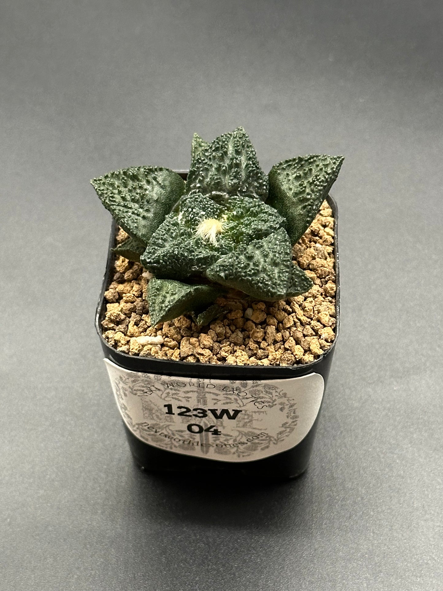 Ariocarpus Fissuratus cv. 'Godzilla' in a 2-inch pot, showcasing its unique, heavily-textured surface and intricate tuberculate pattern.