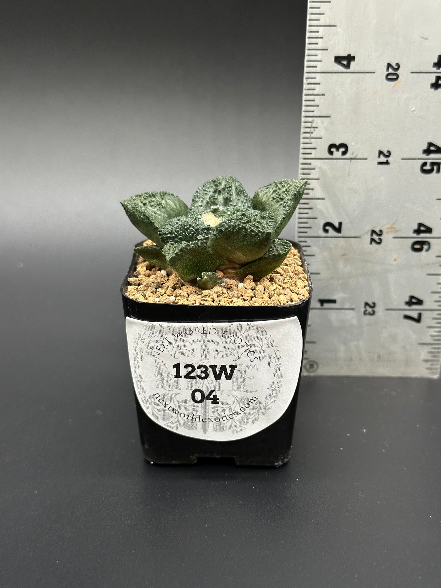 Ariocarpus Fissuratus cv. 'Godzilla' in a 2-inch pot with textured surface, shown with a ruler for scale.