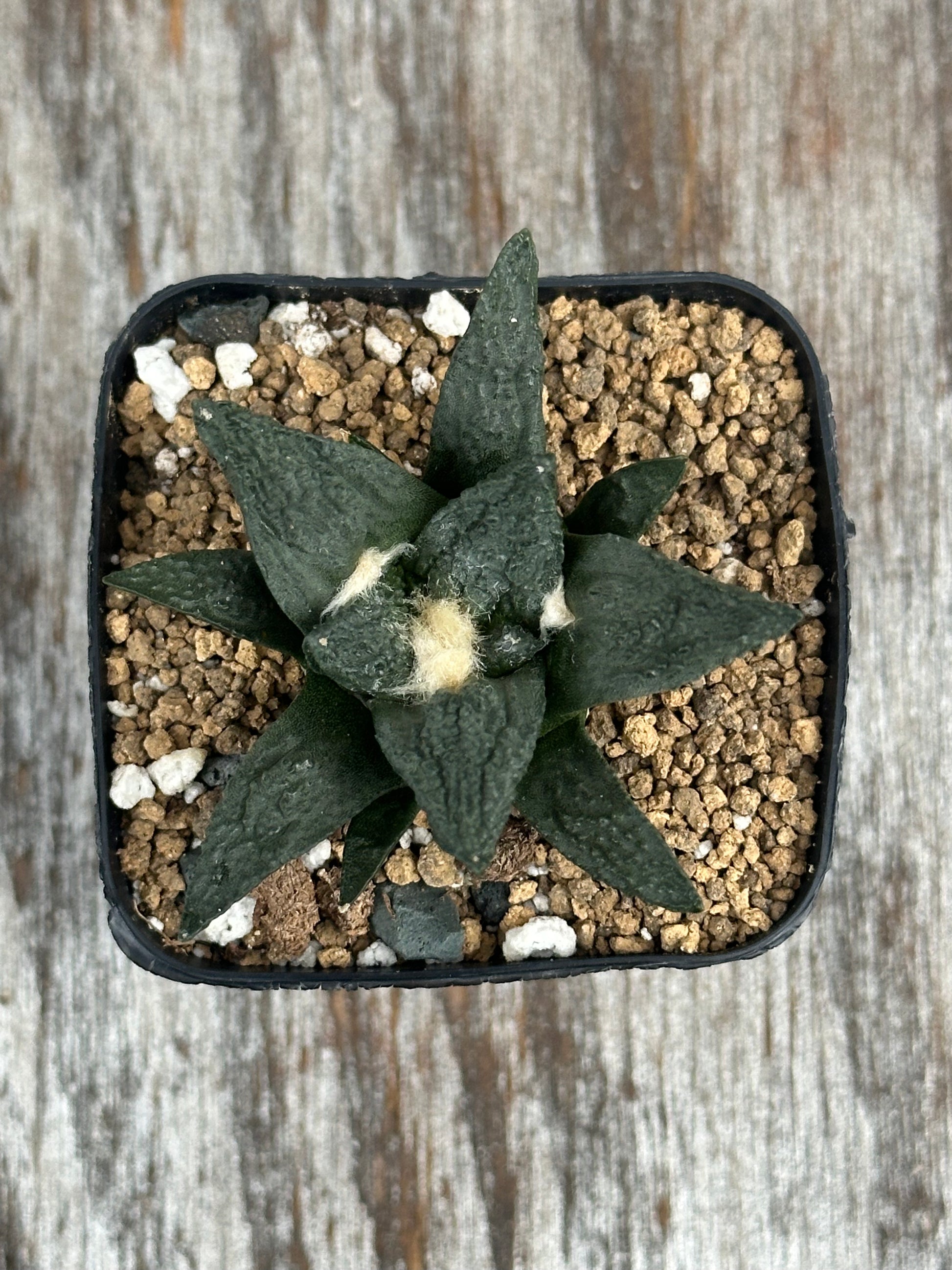 Ariocarpus Fissuratus cv. 'Godzilla' (912W09) in a 2-inch pot, showcasing its distinct textured surface and intricate tuberculate pattern.