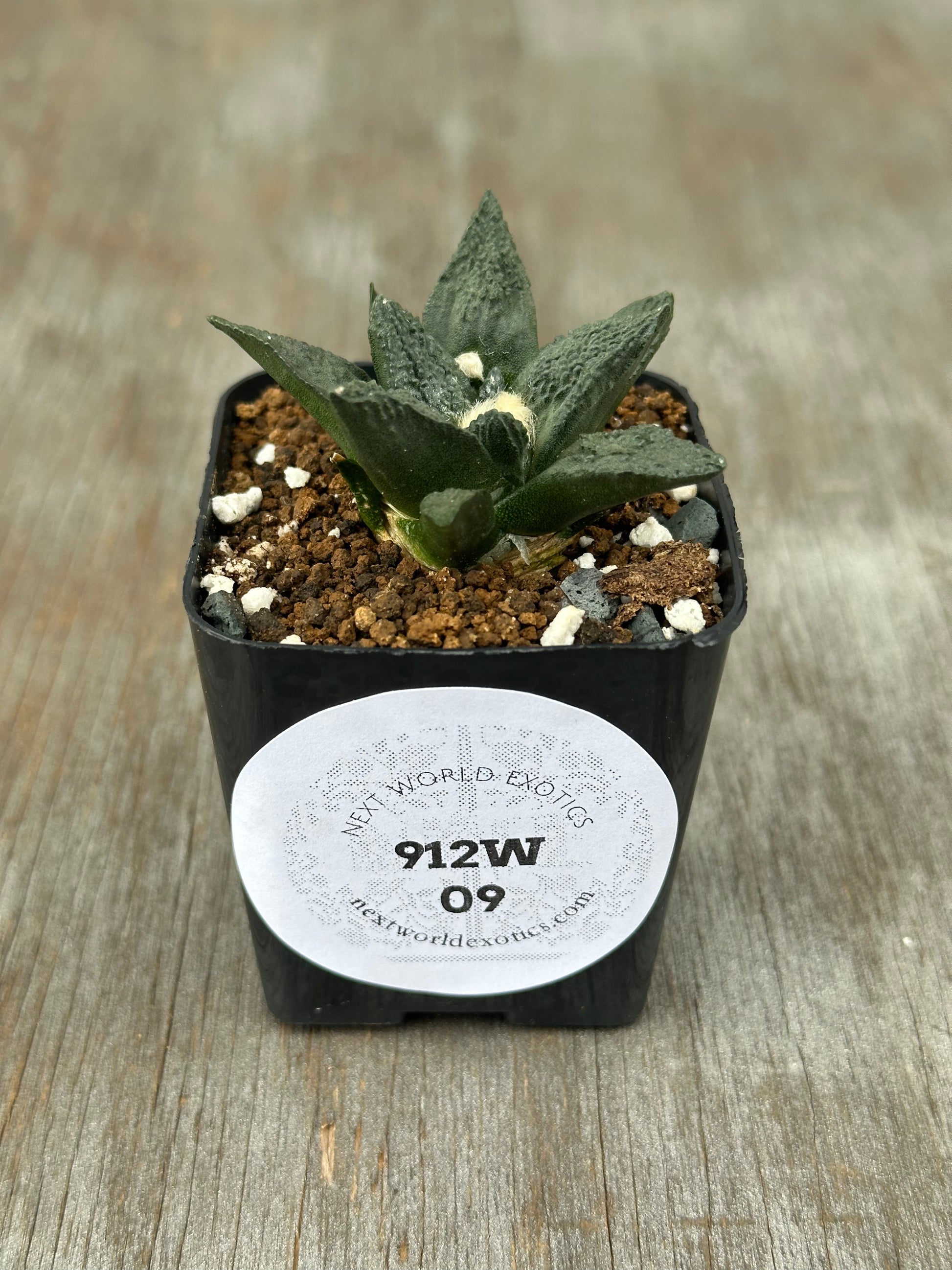 Ariocarpus Fissuratus cv. 'Godzilla' in a 4-inch pot with a white label, showcasing its distinctive tuberculate pattern.