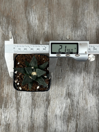 Ariocarpus Fissuratus cv. 'Godzilla' in a 4-inch pot with a digital measuring device, showcasing its intricate tuberculate pattern.