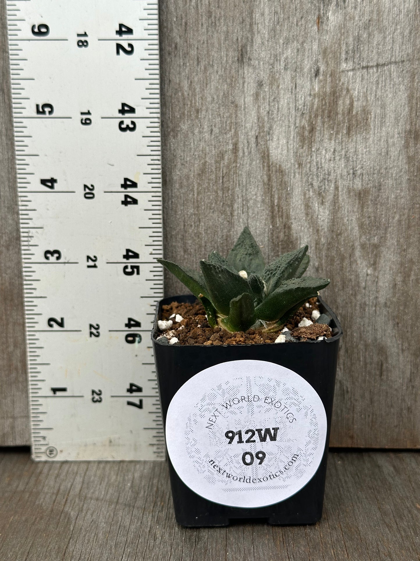 Ariocarpus Fissuratus cv. 'Godzilla' in a 4-inch pot next to a ruler, highlighting its distinctive textured surface and intricate tuberculate pattern.