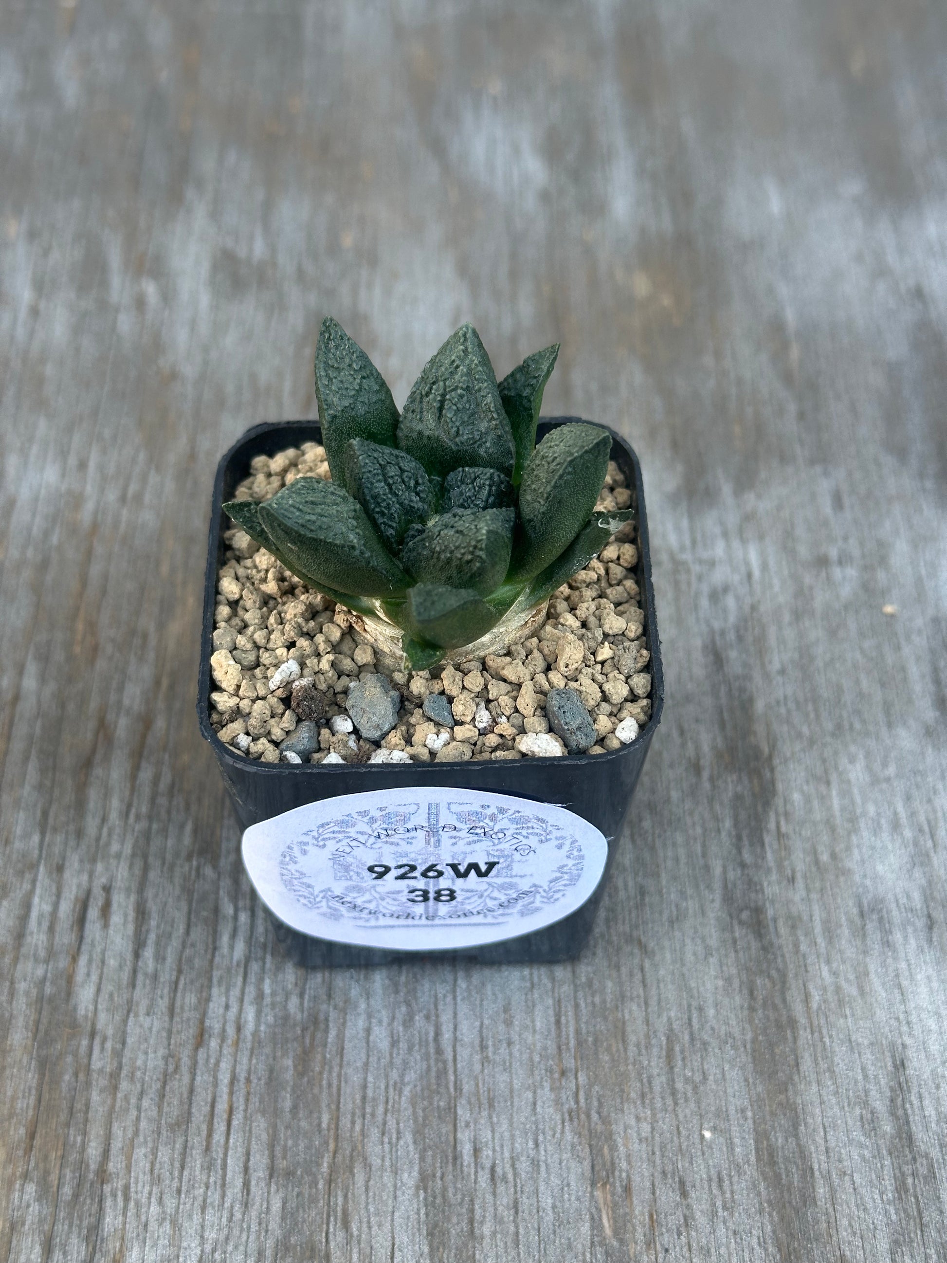 Ariocarpus Fissuratus cv. 'Godzilla' (926W38) in a 2-inch pot, showcasing its distinctive heavily-textured surface with a close-up of the plant and label.