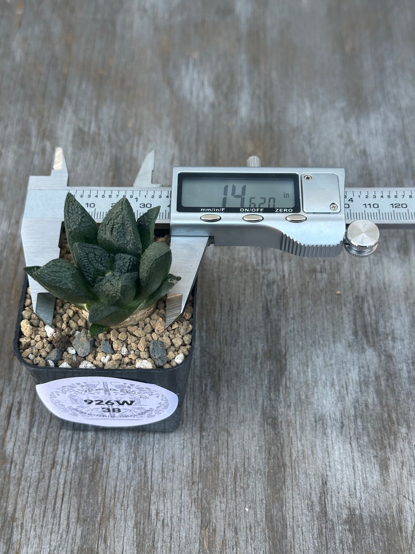 Ariocarpus Fissuratus cv. 'Godzilla' in a 2-inch pot next to a digital measuring device showing plant size.