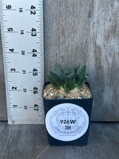 Ariocarpus Fissuratus cv. 'Godzilla' (926W38) in a 2-inch pot beside a ruler, showcasing its textured surface and intricate tuberculate pattern.