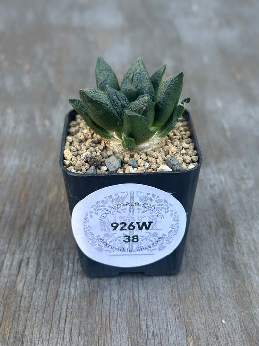 Ariocarpus Fissuratus cv. 'Godzilla' in a 2-inch pot, showcasing its distinctive heavily-textured surface and intricate tuberculate pattern, with a visible label.