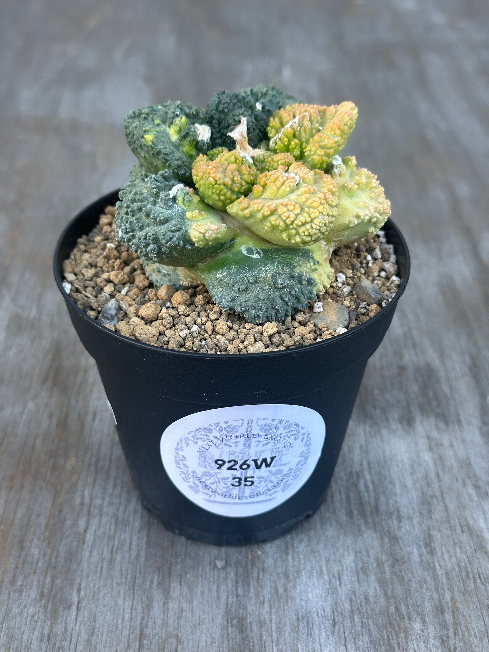 Ariocarpus Fissuratus cv. 'Godzilla' Hybrid Variegated cactus with textured green surface, peach and yellow variegation, in a 4-inch pot, featuring a label with black text.