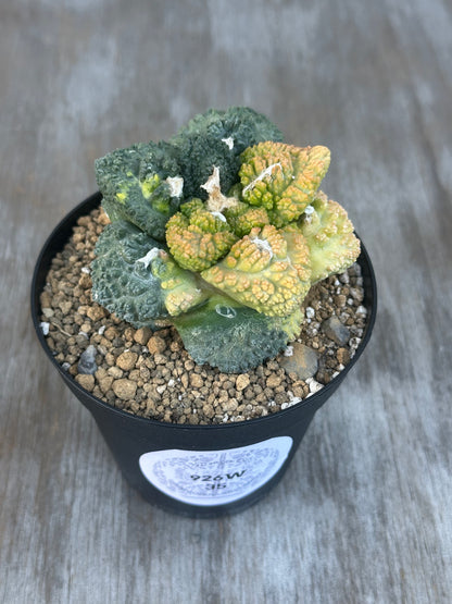 Ariocarpus Fissuratus cv. 'Godzilla' Hybrid Variegated in a 4-inch pot, featuring a heavily-textured green surface with intricate patterns, displayed on a wood surface.