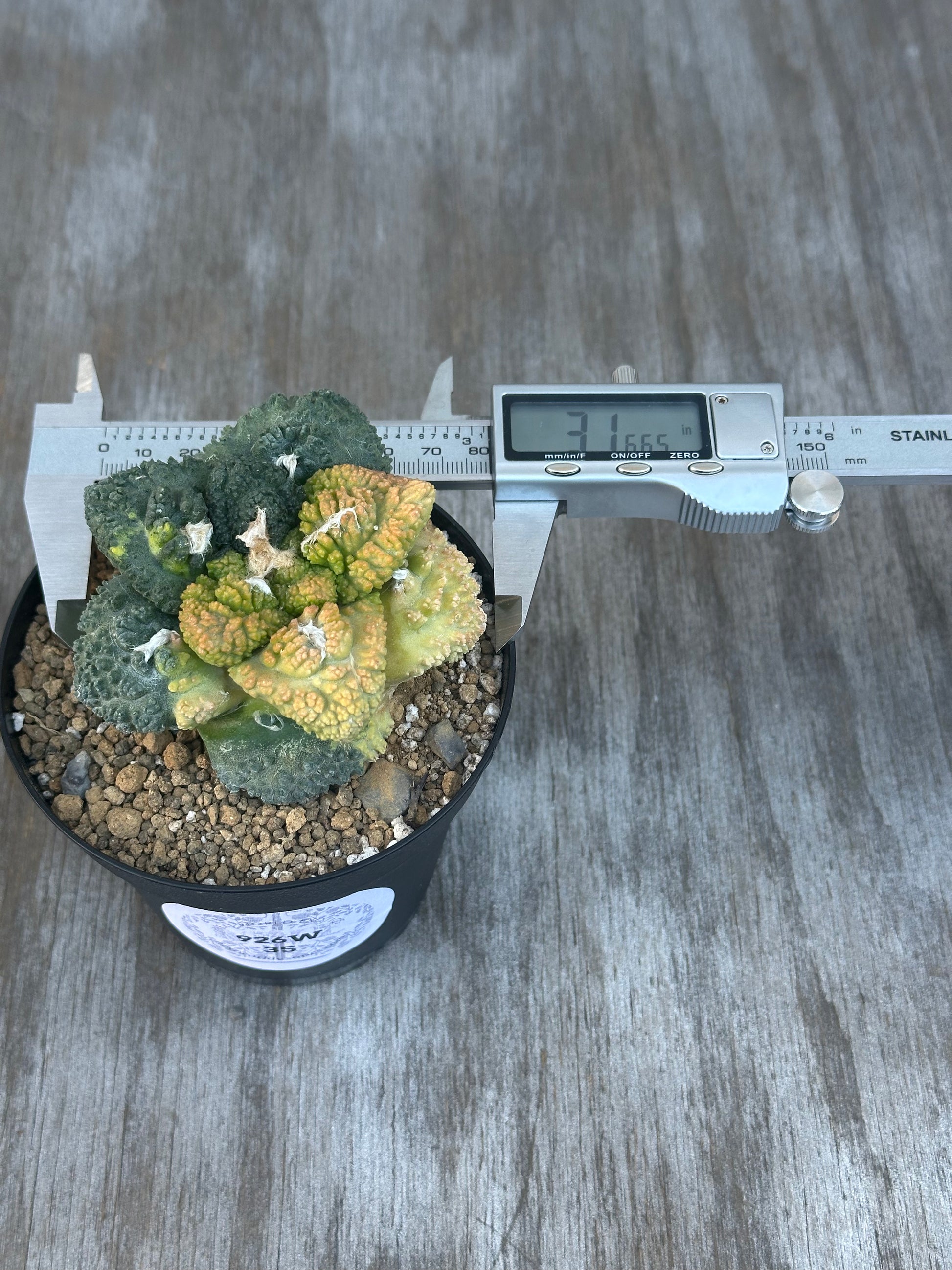 Ariocarpus Fissuratus cv. 'Godzilla' Hybrid Variegated in a 4-inch pot, shown with a measuring caliper and digital display, highlighting its distinctive textures.