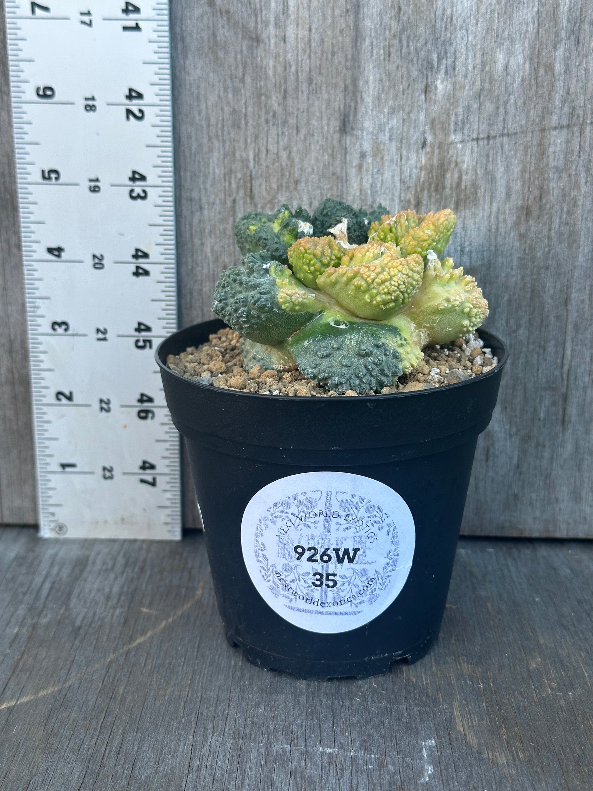 Ariocarpus Fissuratus cv. 'Godzilla' Hybrid Variegated (926W35) *Grafted* in a 4-inch pot, showcasing its distinct textured surface and intricate tuberculate pattern.