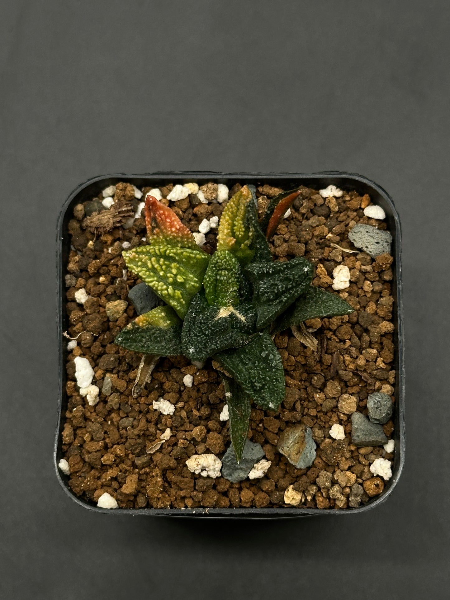 Ariocarpus Fissuratus cv. 'Godzilla' Variegated (508W25) in 2-inch pot, showcasing a textured, tuberculate surface in deep green, characteristic of this sought-after Japanese cultivar.